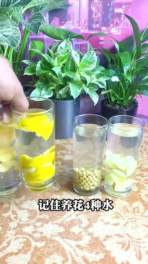 养花用什么水,插花在水里加什么比较好-第6张图片-优品飞百科 养花用什么水,插花在水里加什么比较好-第6张图片-优品飞百科