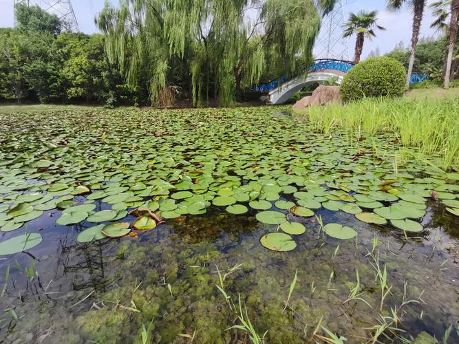 睡莲秋天怎么养？睡莲秋天会枯萎吗?？-第3张图片-优品飞百科