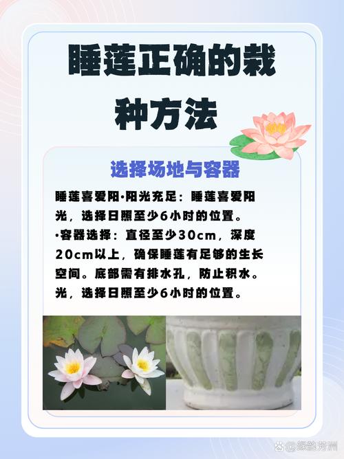睡莲秋天怎么养？睡莲秋天会枯萎吗?？-第4张图片-优品飞百科