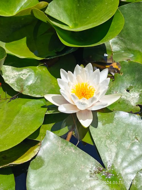 睡莲秋天怎么养？睡莲秋天会枯萎吗?？-第6张图片-优品飞百科