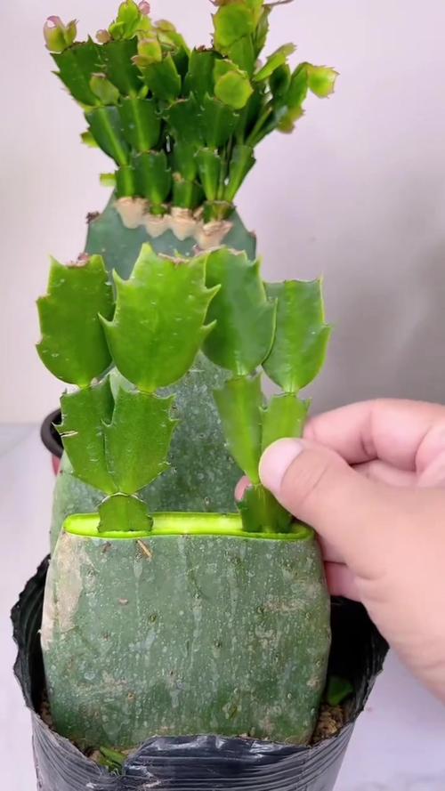 蟹爪兰嫁接用什么砧木？蟹爪兰嫁接用什么砧木花期最长？