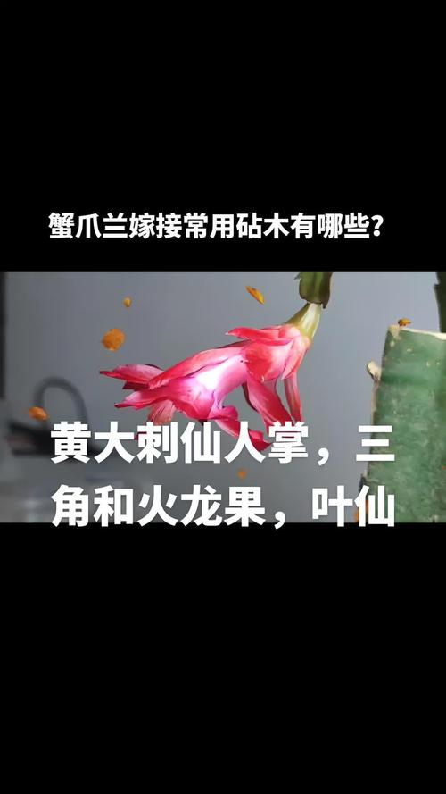蟹爪兰嫁接用什么砧木？蟹爪兰嫁接用什么砧木花期最长？-第2张图片-优品飞百科