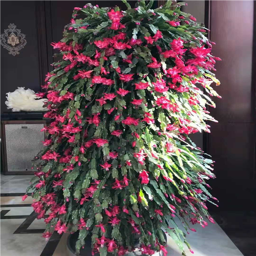 蟹爪兰嫁接用什么砧木？蟹爪兰嫁接用什么砧木花期最长？-第3张图片-优品飞百科