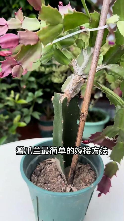 蟹爪兰嫁接用什么砧木？蟹爪兰嫁接用什么砧木花期最长？-第4张图片-优品飞百科