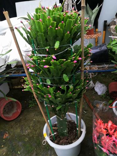 蟹爪兰嫁接用什么砧木？蟹爪兰嫁接用什么砧木花期最长？-第5张图片-优品飞百科