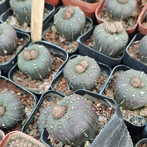 士童如何养殖，土童念什么-第2张图片-优品飞百科