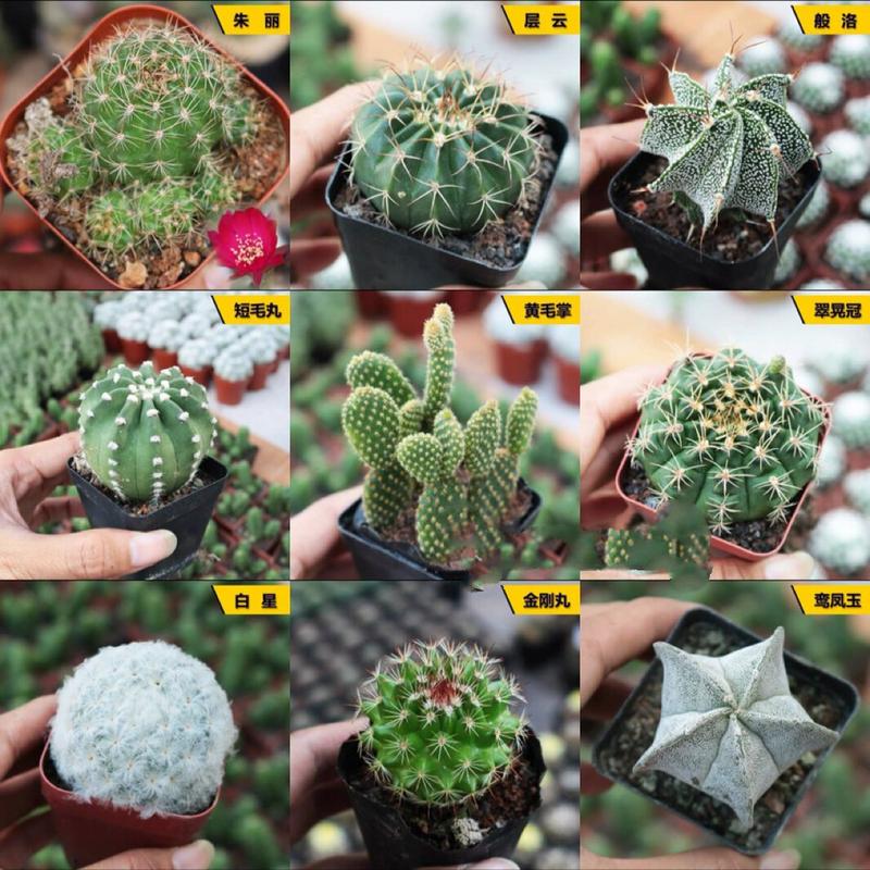 士童如何养殖，土童念什么