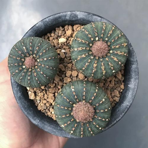 士童如何养殖，土童念什么-第3张图片-优品飞百科