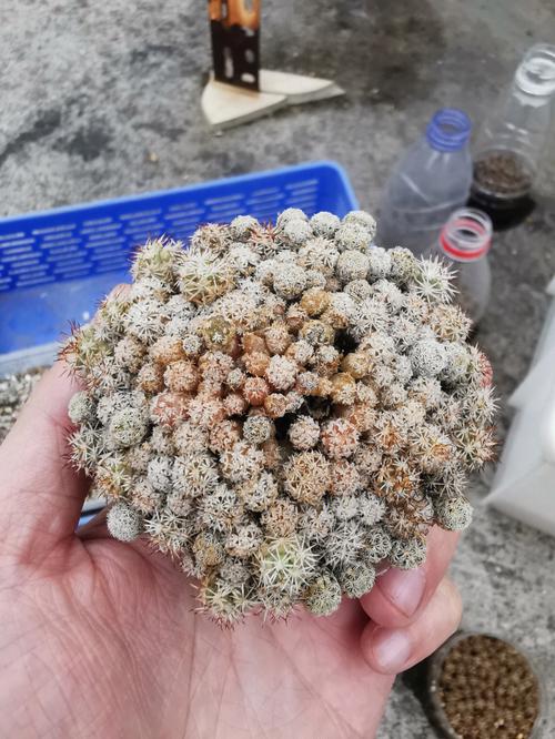 士童如何养殖，土童念什么-第4张图片-优品飞百科