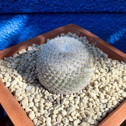 士童如何养殖，土童念什么-第5张图片-优品飞百科