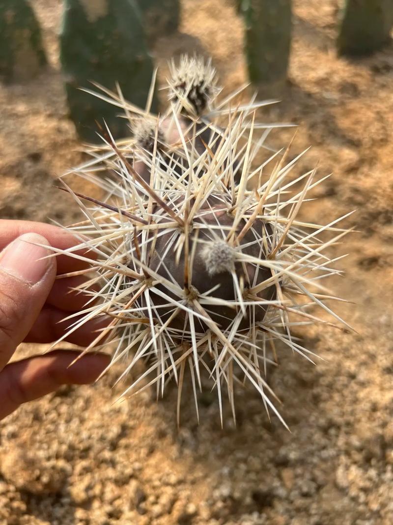 士童如何养殖，土童念什么-第6张图片-优品飞百科