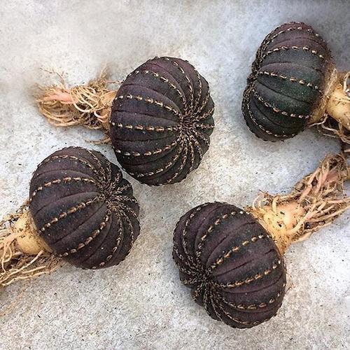 士童如何养殖，土童念什么-第7张图片-优品飞百科