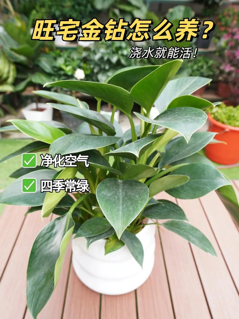 金钻冬天怎么养，金钻冬天怎么养活？