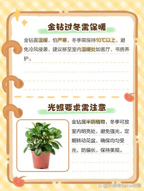 金钻冬天怎么养，金钻冬天怎么养活？-第2张图片-优品飞百科