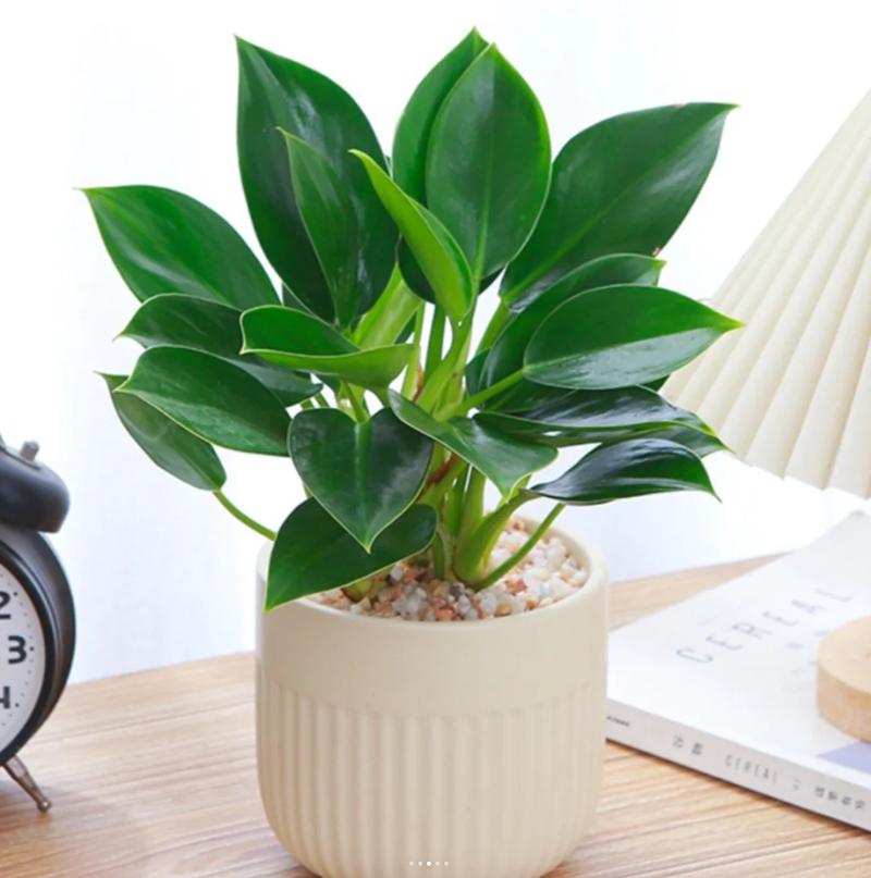 金钻冬天怎么养，金钻冬天怎么养活？-第4张图片-优品飞百科