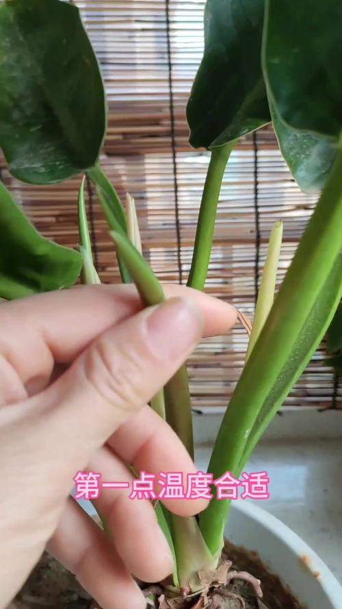 金钻冬天怎么养，金钻冬天怎么养活？-第3张图片-优品飞百科