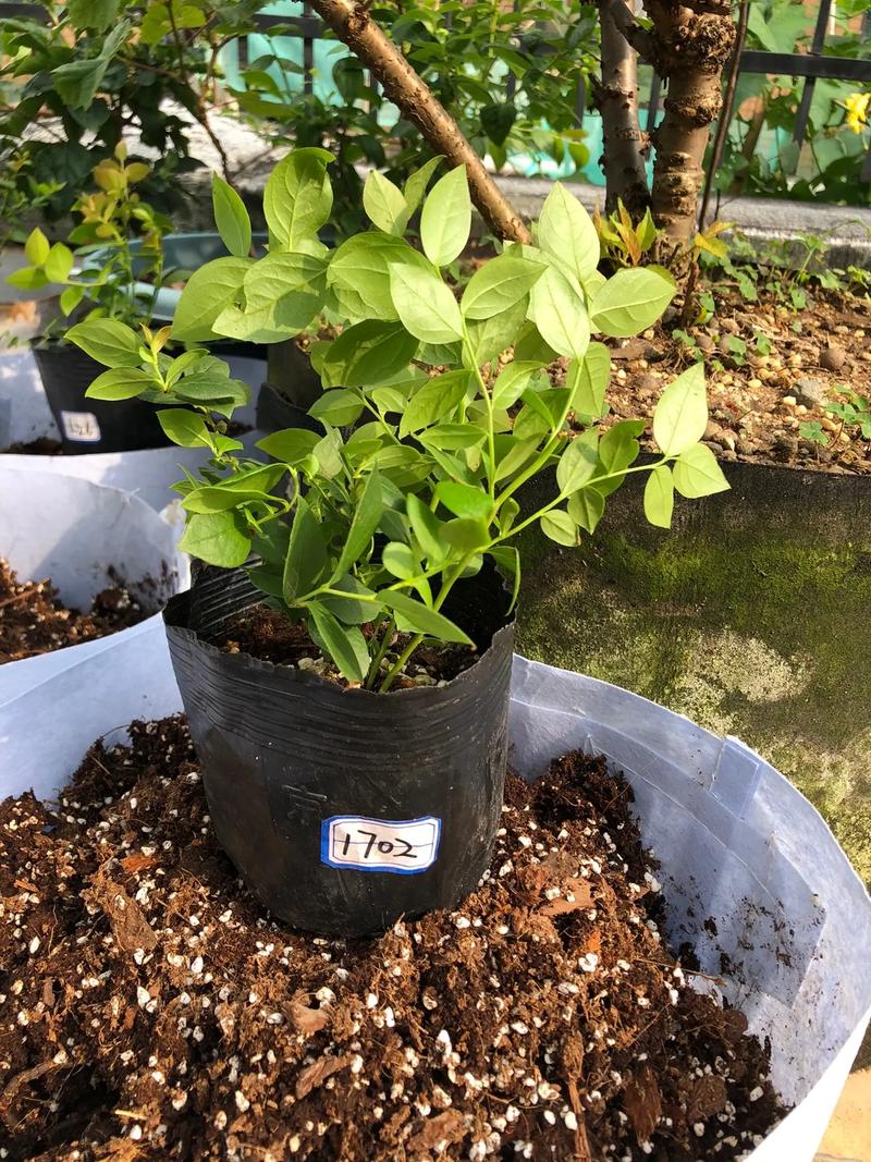 铜绿麒麟浇水方法？铜绿麒麟浇水方法有哪些？