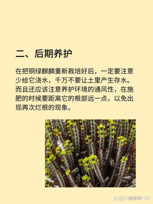 铜绿麒麟浇水方法？铜绿麒麟浇水方法有哪些？-第2张图片-优品飞百科