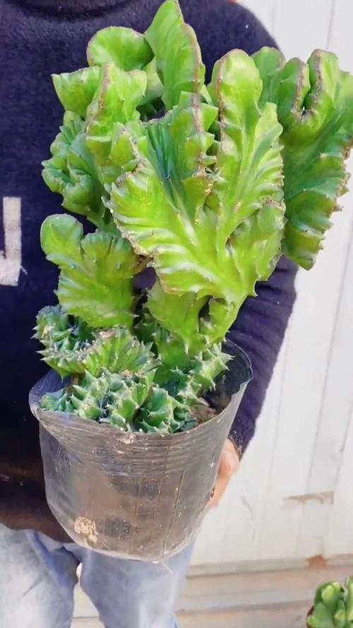 铜绿麒麟浇水方法？铜绿麒麟浇水方法有哪些？-第3张图片-优品飞百科