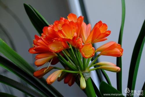 铜绿麒麟浇水方法？铜绿麒麟浇水方法有哪些？-第4张图片-优品飞百科