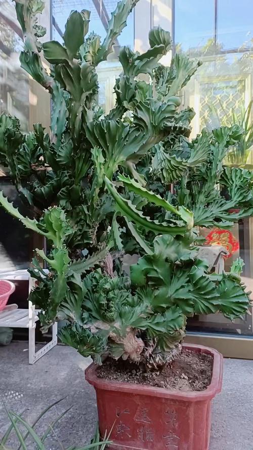 铜绿麒麟浇水方法？铜绿麒麟浇水方法有哪些？-第5张图片-优品飞百科