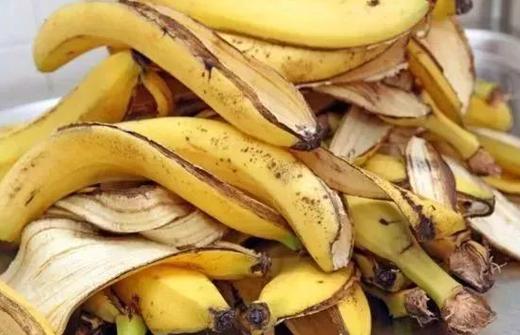 吃剩的“果皮”不要扔？吃剩的苹果皮应放入什么颜色垃圾桶？