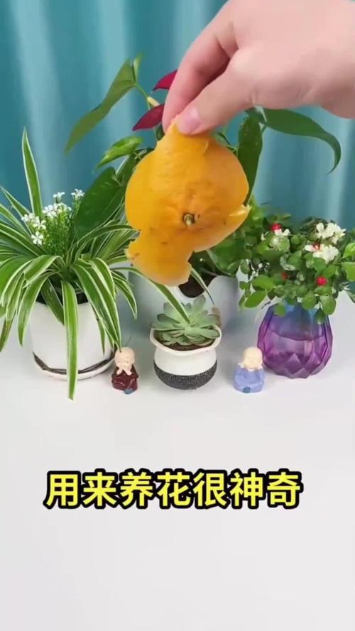 吃剩的“果皮”不要扔?吃剩的苹果皮应放入什么颜色垃圾桶?-第3张图片-优品飞百科 吃剩的“果皮”不要扔?吃剩的苹果皮应放入什么颜色垃圾桶?-第3张图片-优品飞百科