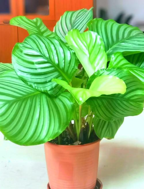 青苹果竹芋怎么繁殖，青苹果竹芋怎么移栽？