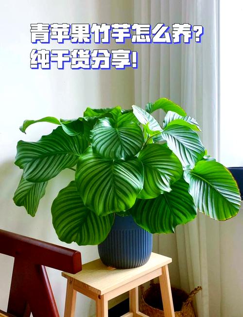 青苹果竹芋怎么繁殖，青苹果竹芋怎么移栽？-第2张图片-优品飞百科