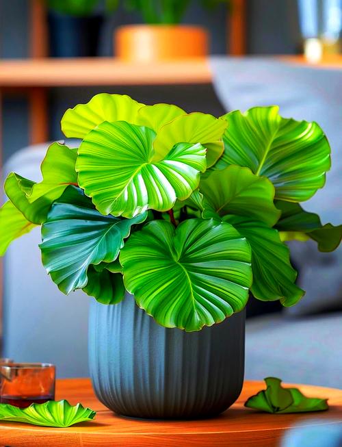 青苹果竹芋怎么繁殖，青苹果竹芋怎么移栽？-第3张图片-优品飞百科