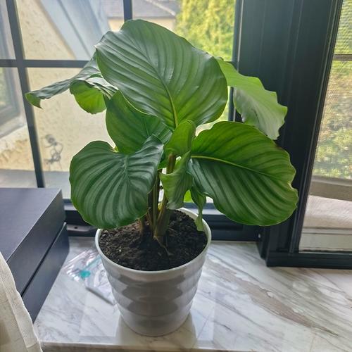 青苹果竹芋怎么繁殖，青苹果竹芋怎么移栽？-第4张图片-优品飞百科