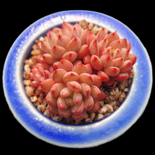 青苹果竹芋怎么繁殖，青苹果竹芋怎么移栽？-第5张图片-优品飞百科