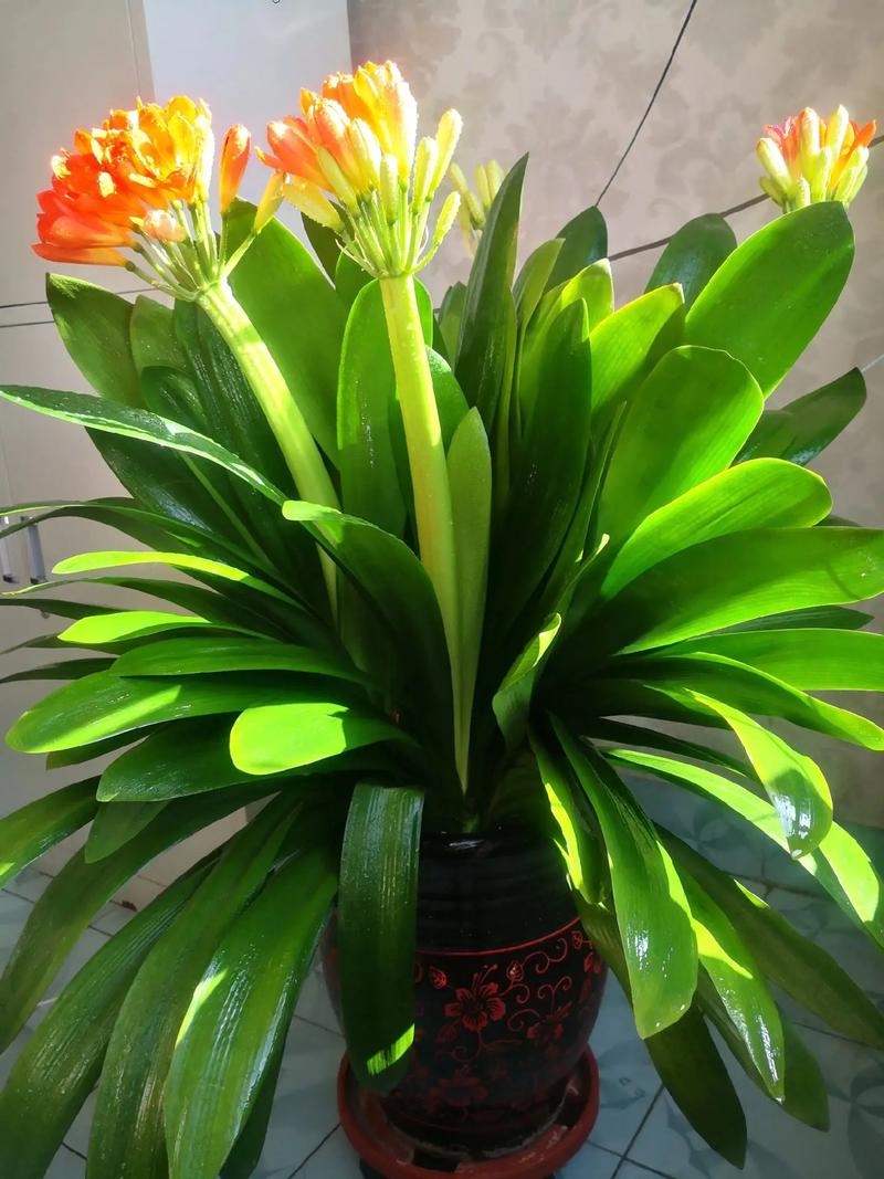 为什么君子兰是名花，为什么君子兰是名花呢？-第2张图片-优品飞百科