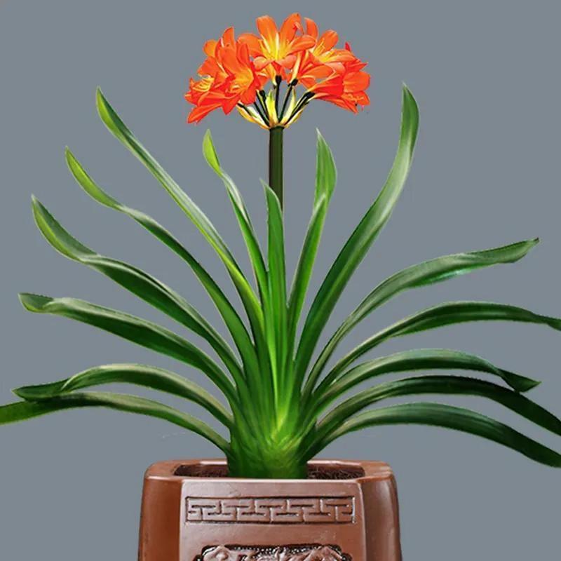 为什么君子兰是名花，为什么君子兰是名花呢？