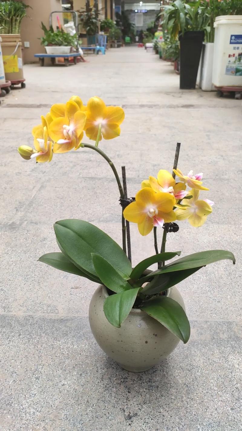 为什么君子兰是名花，为什么君子兰是名花呢？-第3张图片-优品飞百科