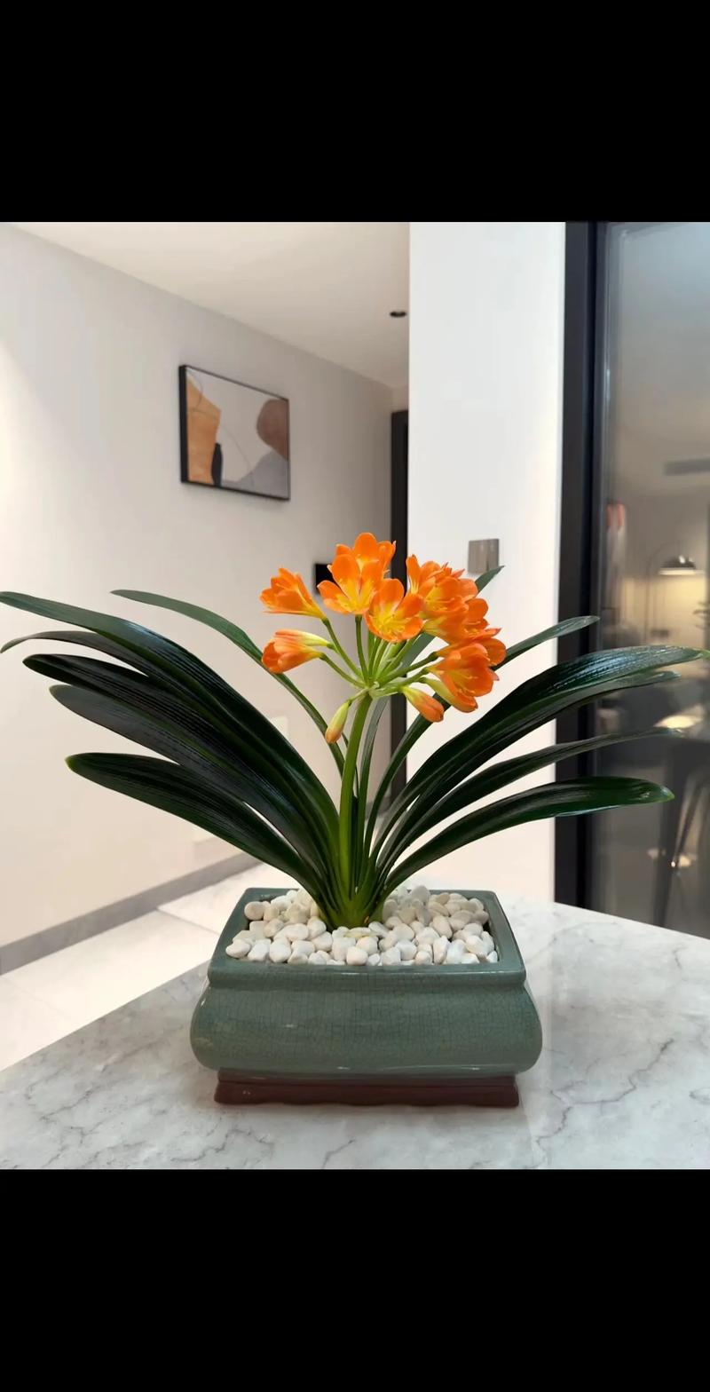 为什么君子兰是名花，为什么君子兰是名花呢？-第4张图片-优品飞百科