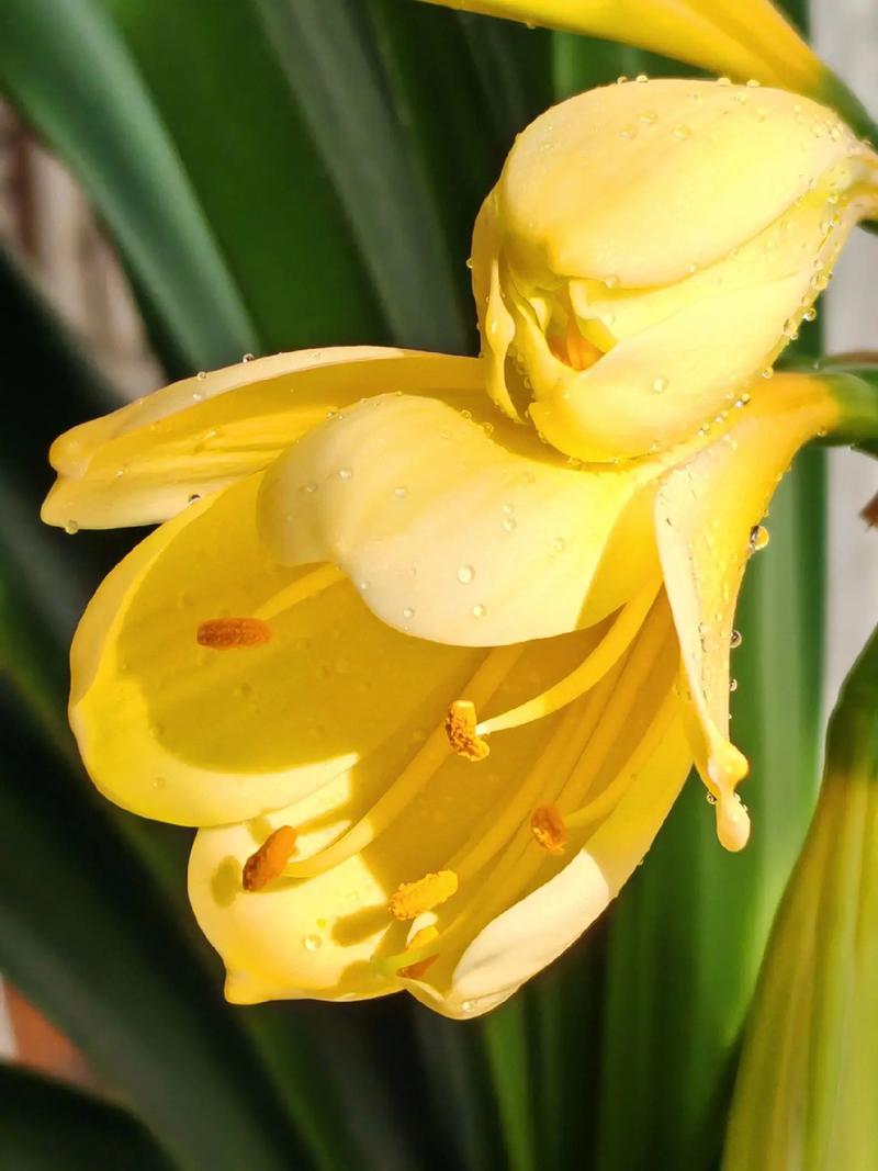 为什么君子兰是名花，为什么君子兰是名花呢？-第5张图片-优品飞百科