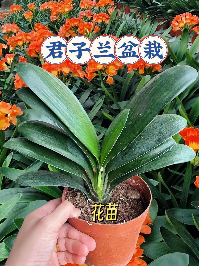 为什么君子兰是名花，为什么君子兰是名花呢？-第6张图片-优品飞百科