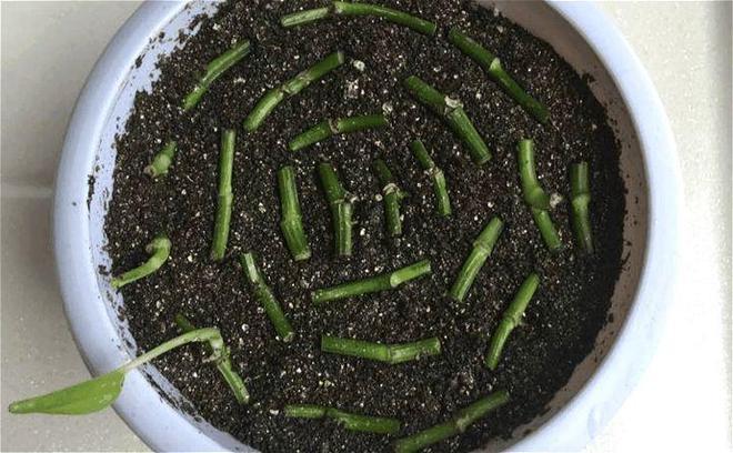 咔嚓1剪刀下去，剪刀咔嚓咔嚓