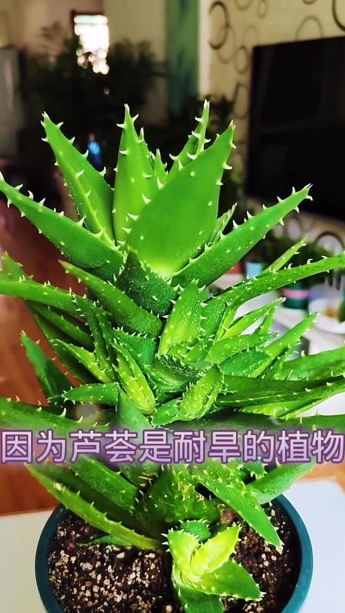 芦荟怎么养才能长得快？芦荟怎么养才能长得快又茂盛？