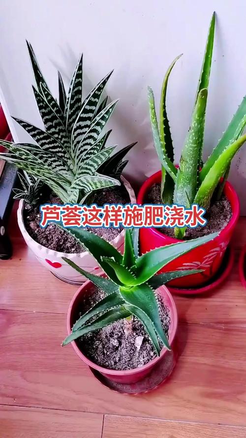 芦荟怎么养才能长得快？芦荟怎么养才能长得快又茂盛？-第4张图片-优品飞百科