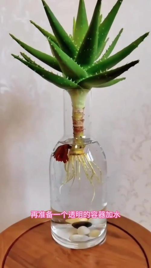 芦荟怎么养才能长得快？芦荟怎么养才能长得快又茂盛？-第5张图片-优品飞百科