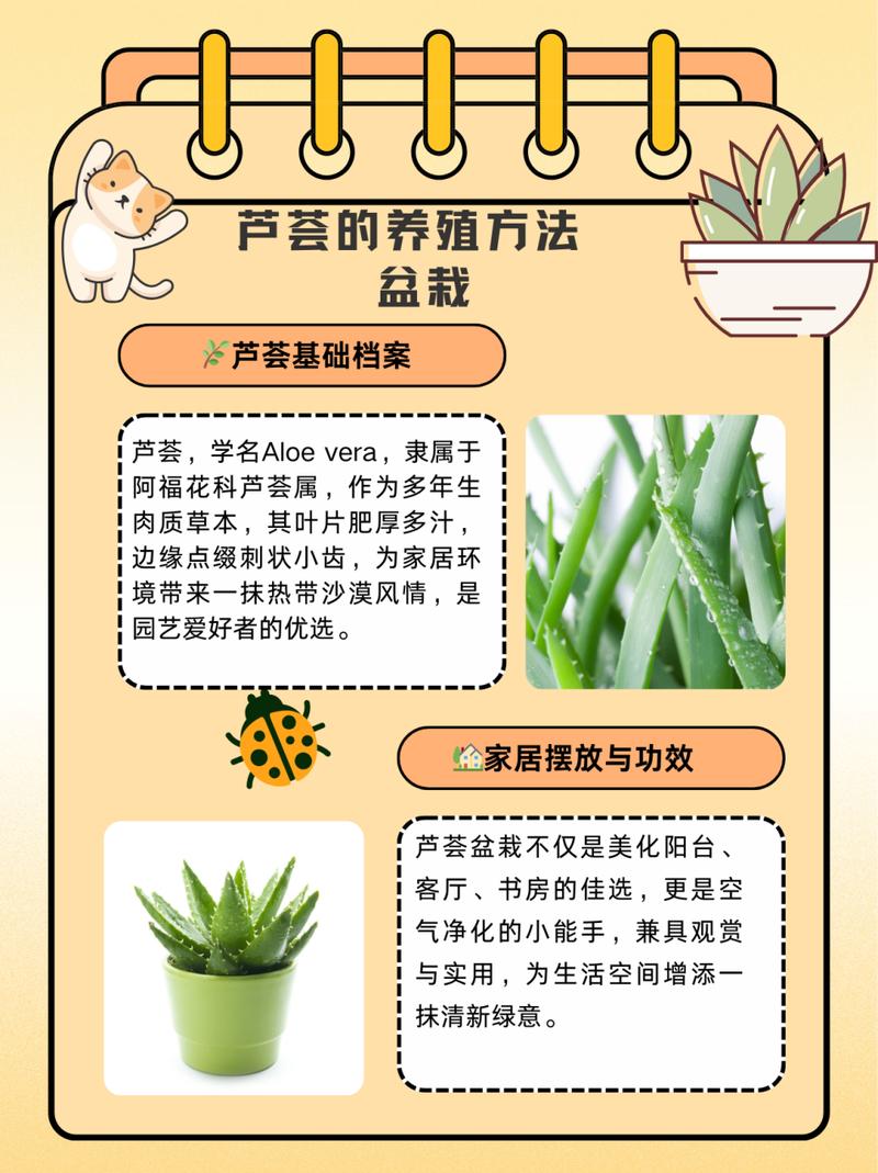 芦荟怎么养才能长得快？芦荟怎么养才能长得快又茂盛？-第6张图片-优品飞百科