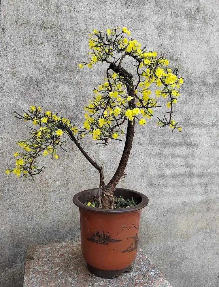 迎春花怎么养，迎春花怎么养成老桩-第2张图片-优品飞百科