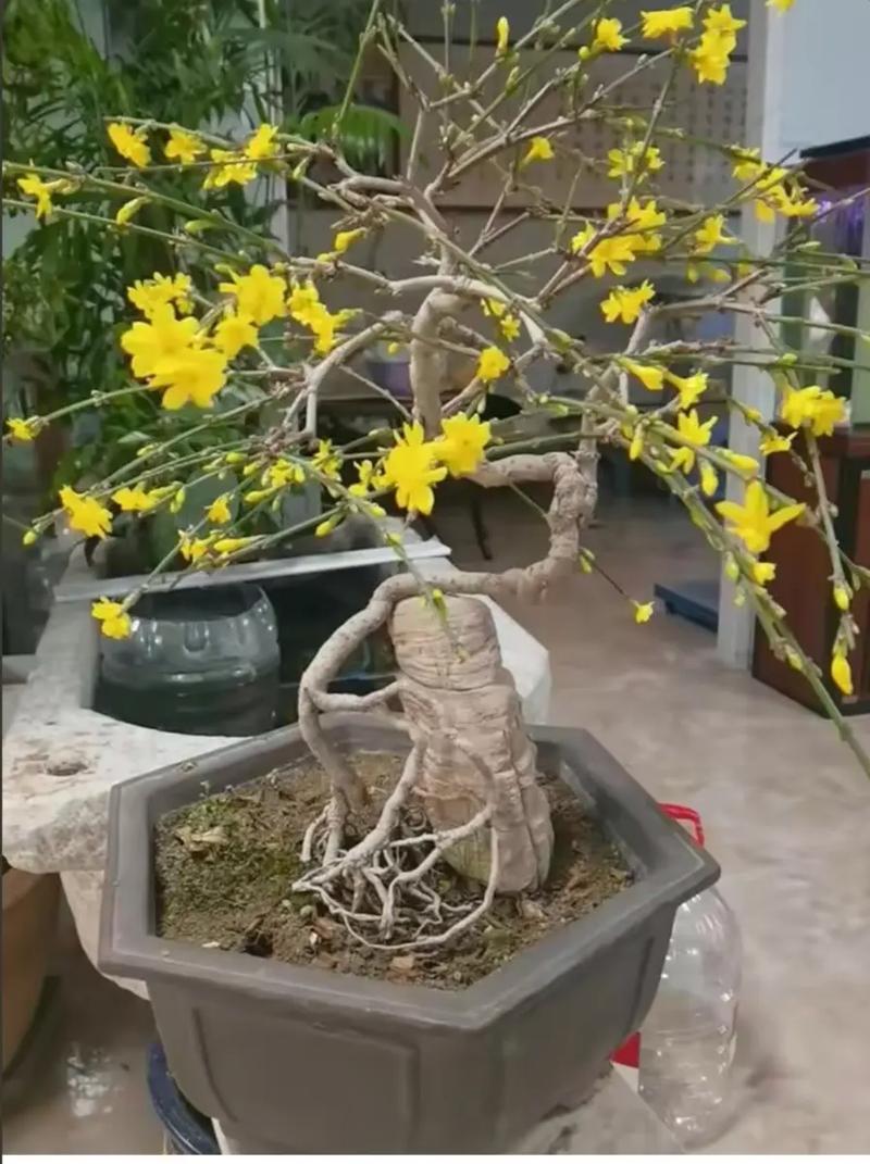 迎春花怎么养，迎春花怎么养成老桩