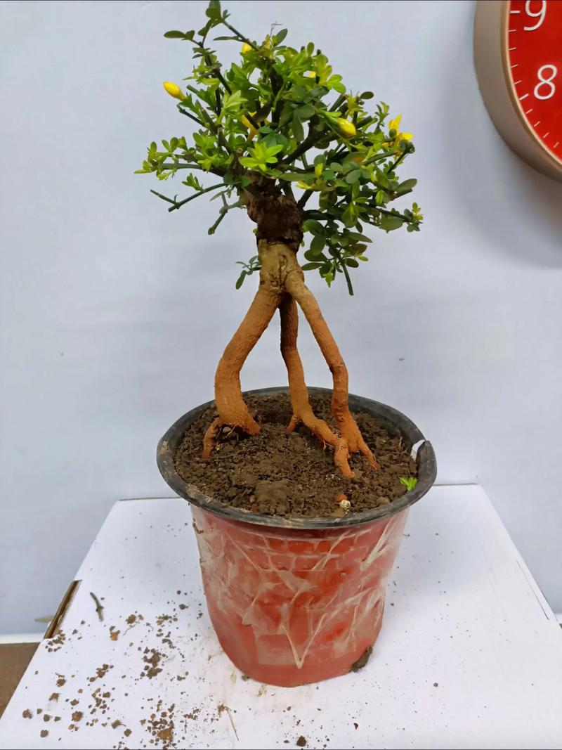 迎春花怎么养，迎春花怎么养成老桩-第3张图片-优品飞百科