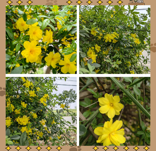 迎春花怎么养，迎春花怎么养成老桩-第4张图片-优品飞百科