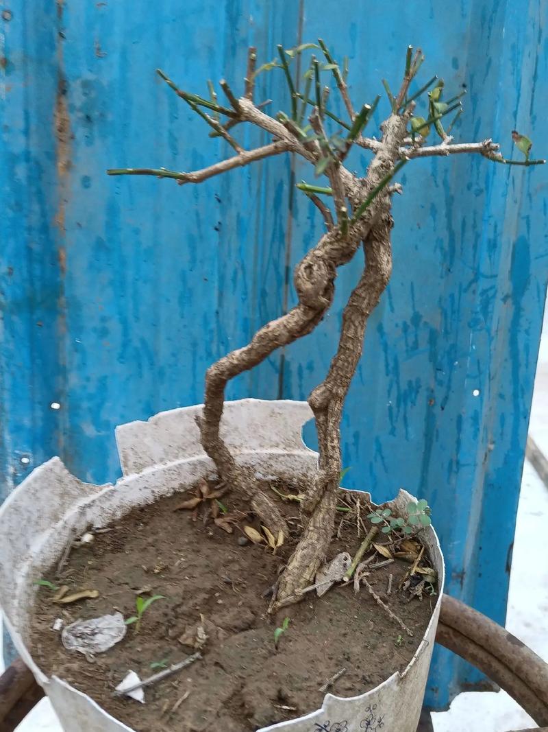 迎春花怎么养，迎春花怎么养成老桩-第5张图片-优品飞百科