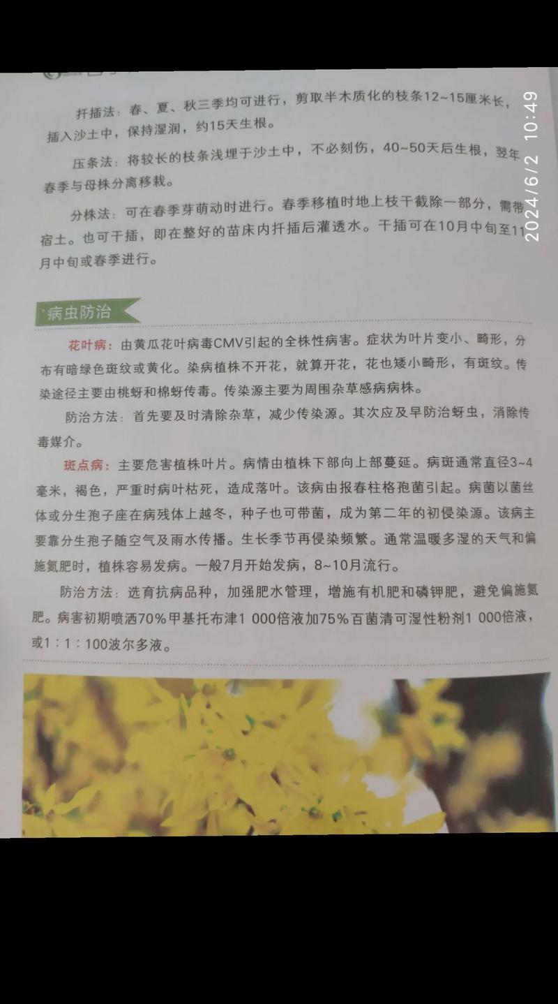 迎春花怎么养，迎春花怎么养成老桩-第6张图片-优品飞百科