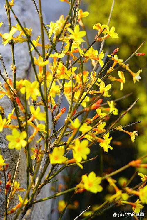 迎春花怎么养，迎春花怎么养成老桩-第7张图片-优品飞百科